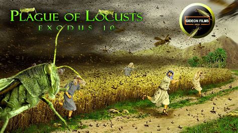  Plague of locusts: A Novel of Politics and Identity - 날아다니는 정치의 메타포, 그리고 고통의 역사